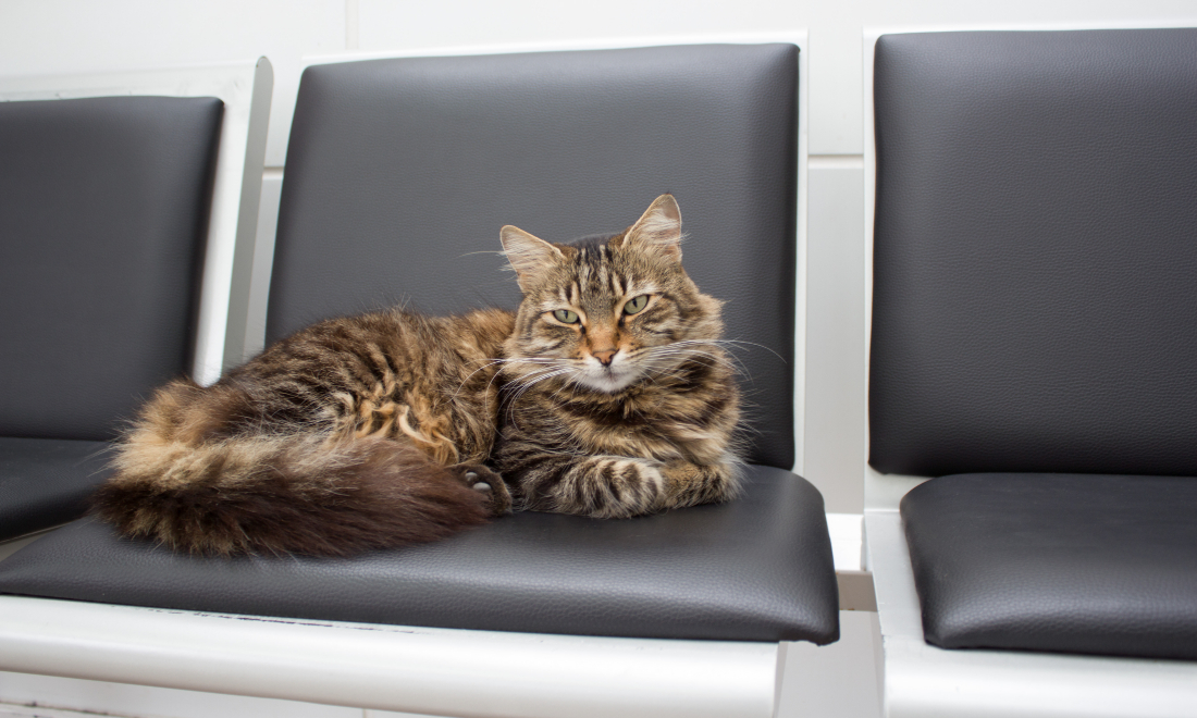 Cuddly cat takes up residence at Bern-Belp Airport