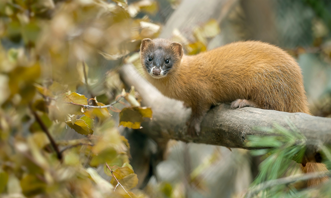 The furry menace: How weasels cost car insurers thousands in Switzerland