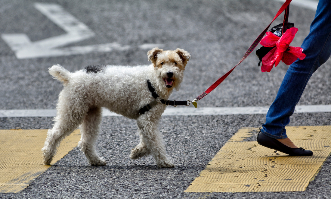 Dog training courses to be made mandatory in Zurich from June 2025
