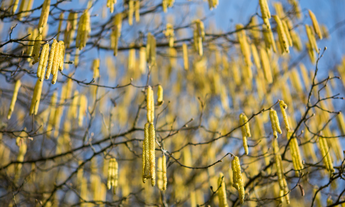 Spring warmth to arrive early in Switzerland as pollen season takes hold
