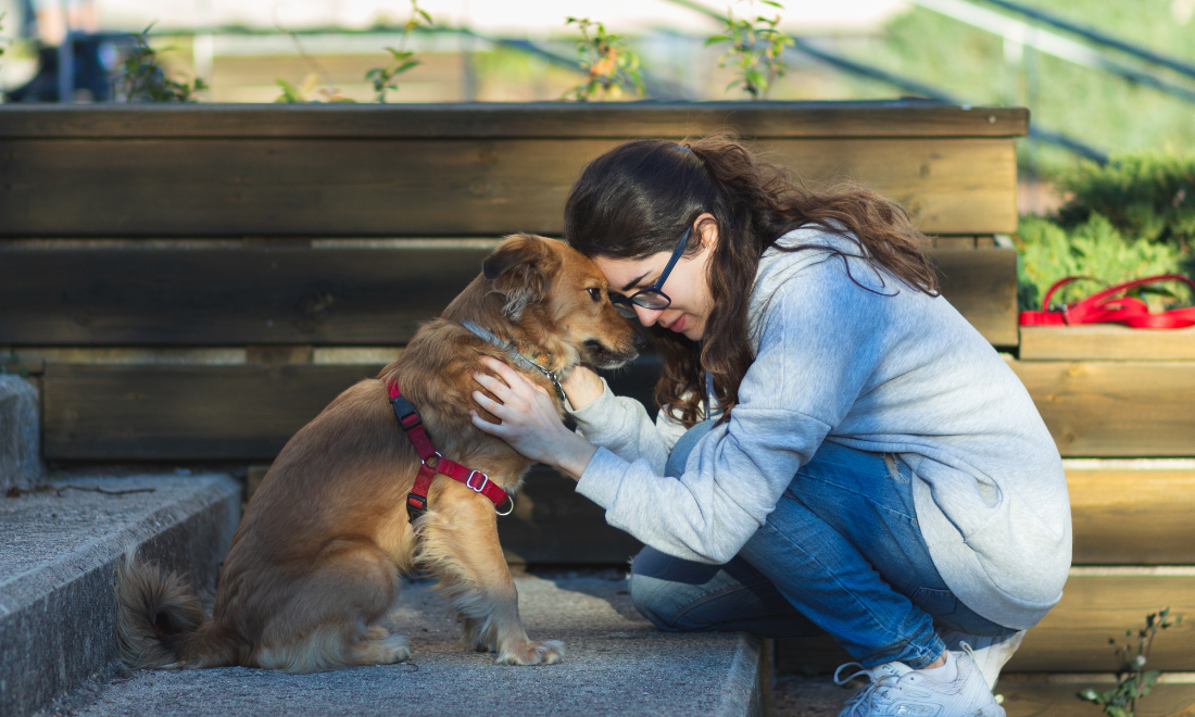 Canine cuddles: Swiss university introduces campus dogs for stress relief