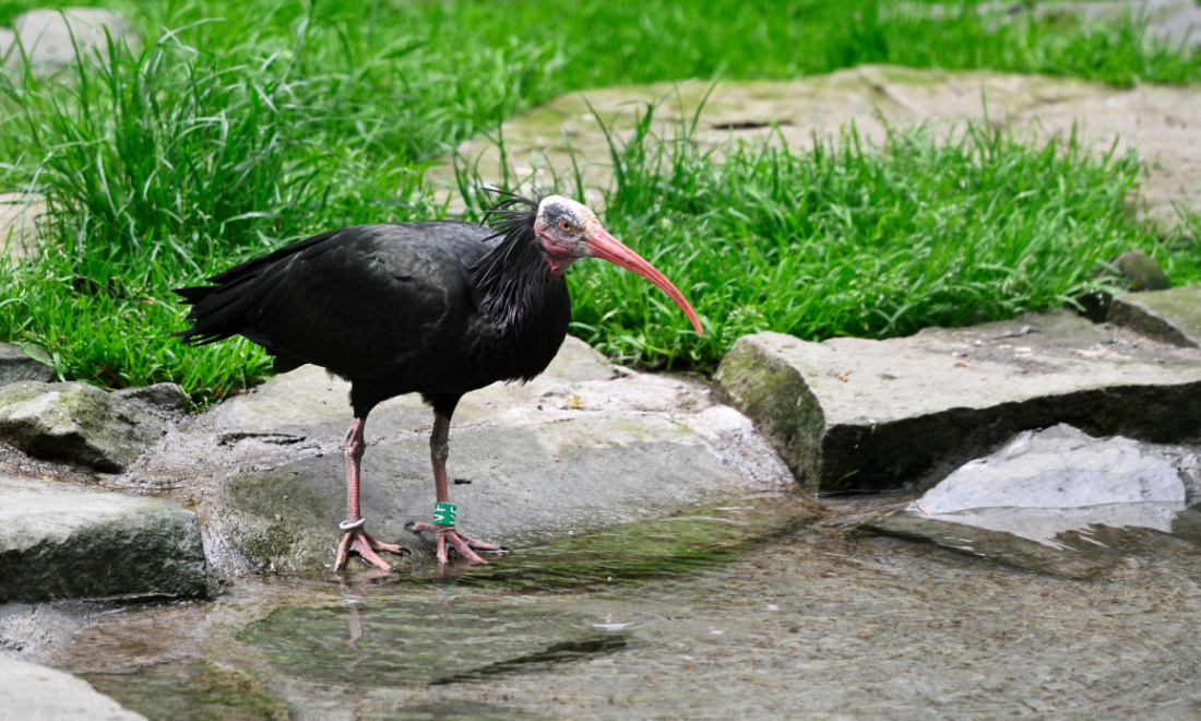 Northern bald ibis returns to Switzerland after 400-year absence