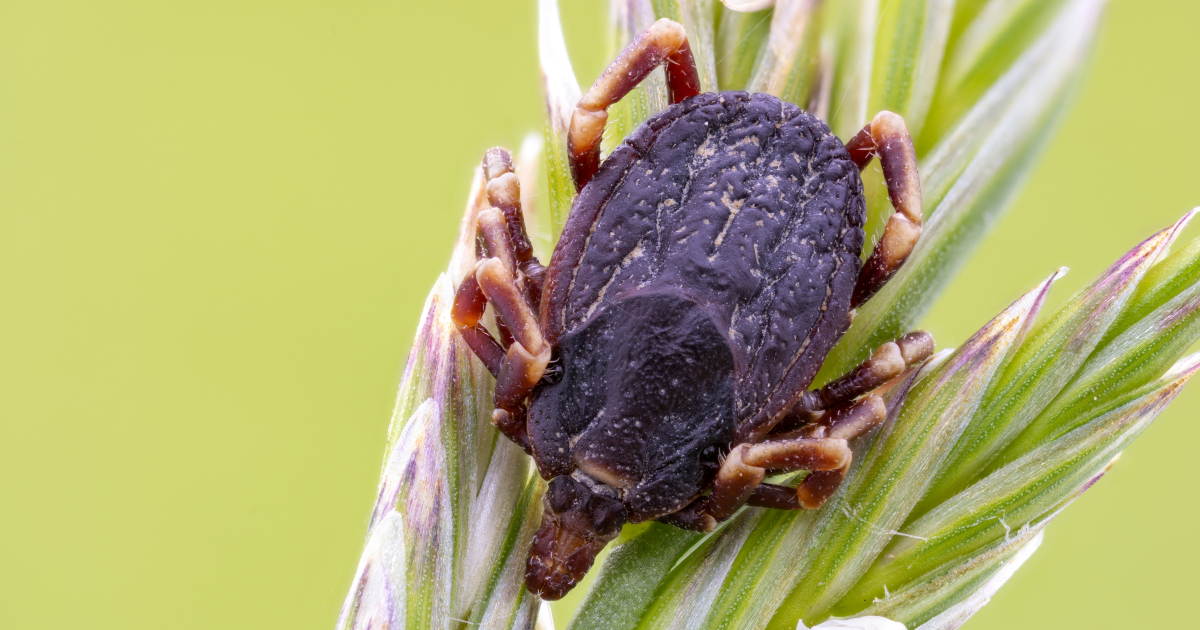 Giant invasive ticks spreading across Switzerland this summer