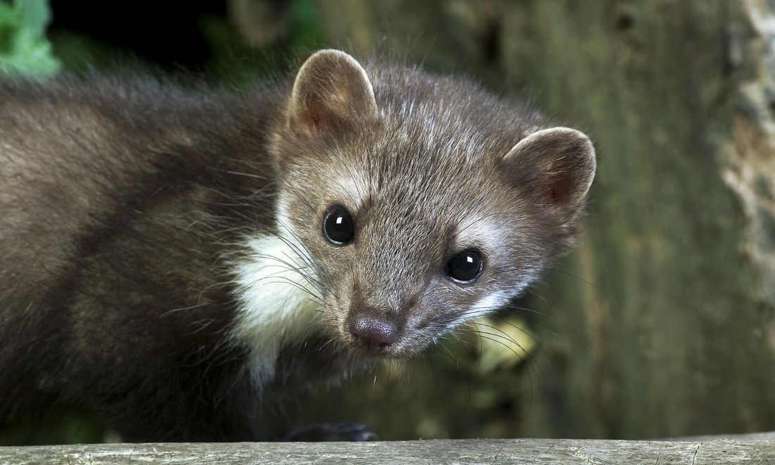 Weasels cause millions of francs' worth of damage to cars in Switzerland