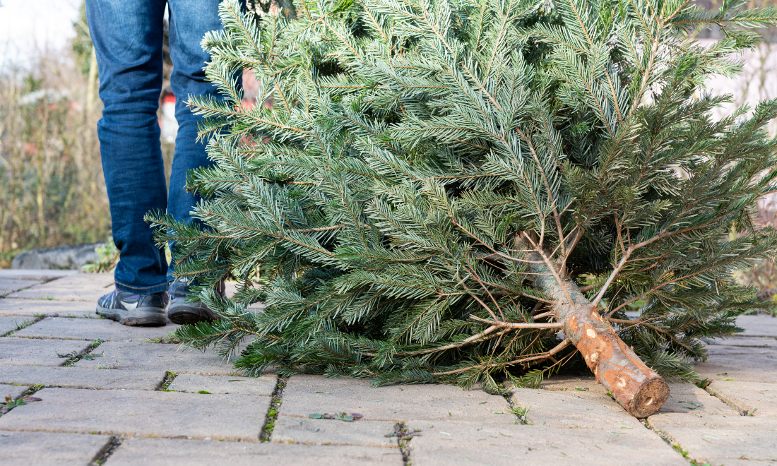 How to get rid of your Christmas tree in Switzerland
