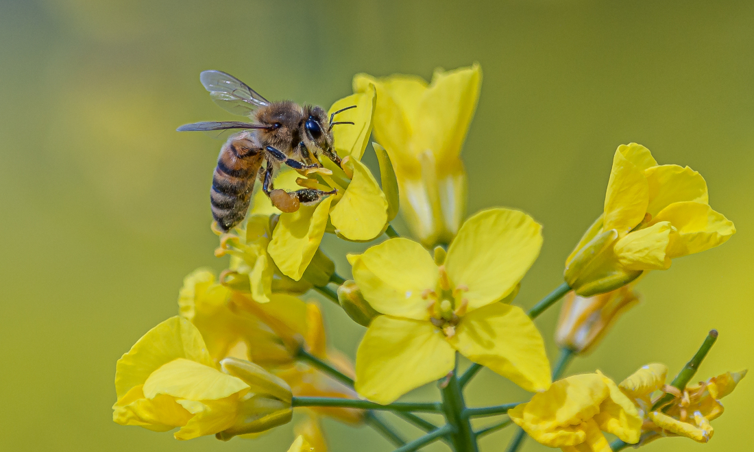 Bees cannot vote, rules Switzerland's highest court