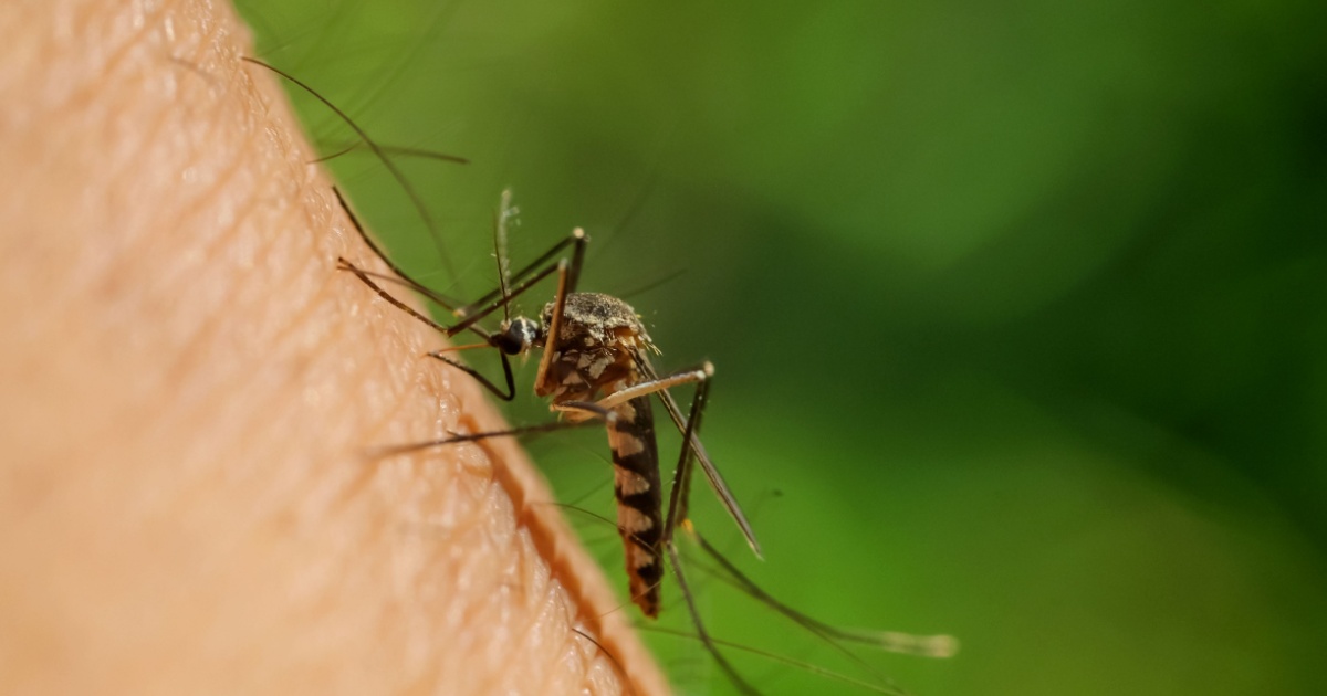 What is the West Nile Virus and how great is the risk in Switzerland?