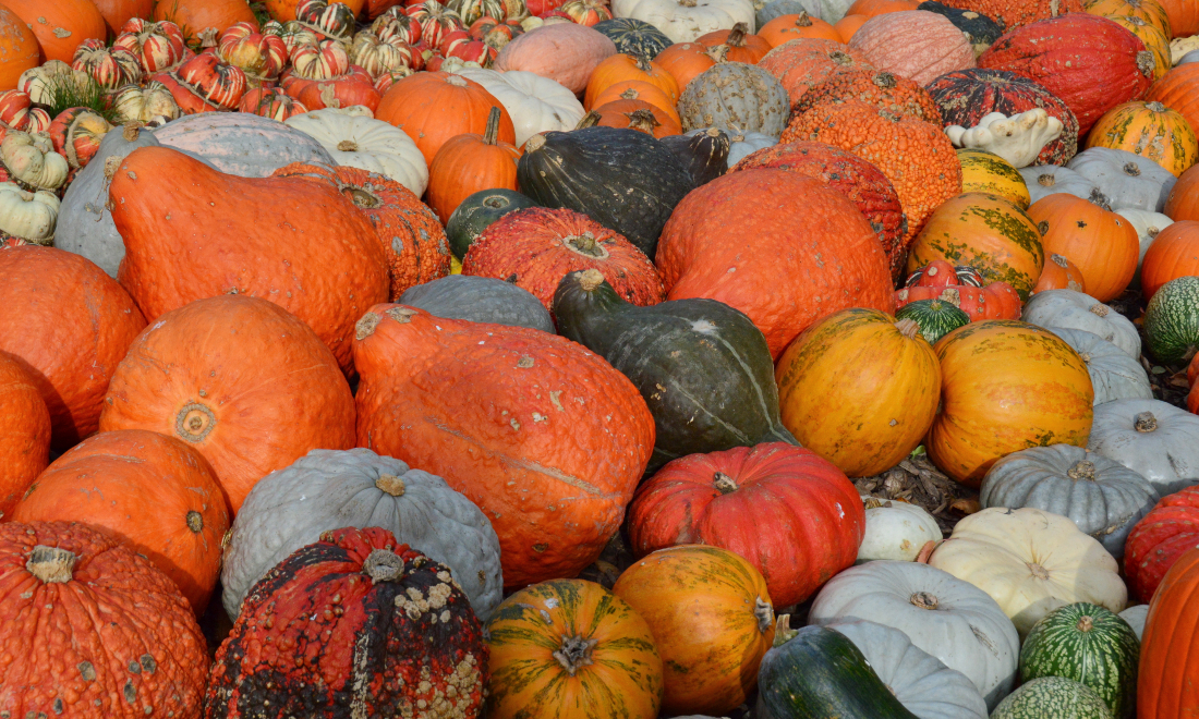 Visitors to Jucker Farm Pumpkin Festival to be charged new entrance fee