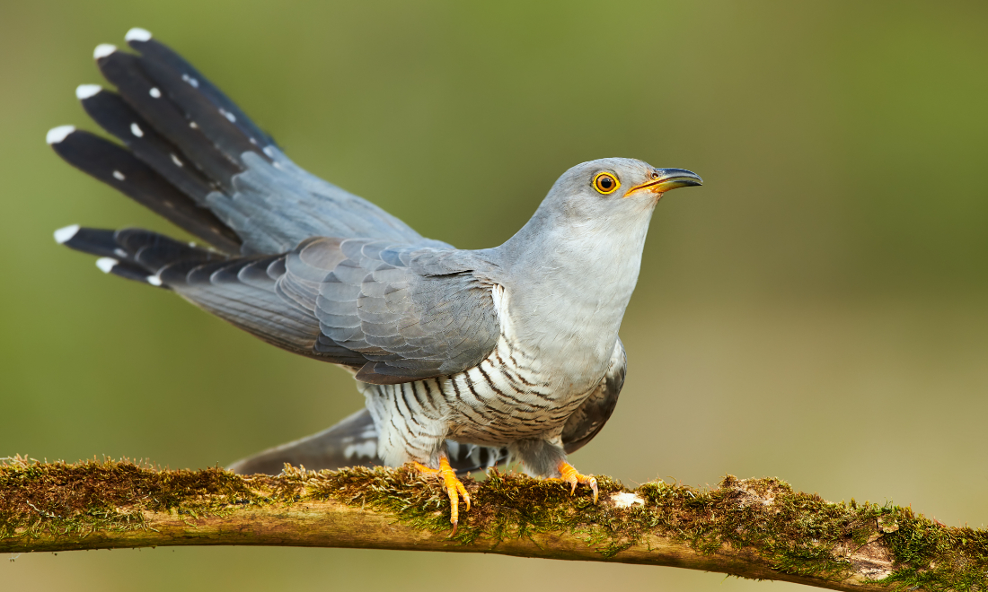 Who brings Easter eggs to children in Switzerland?