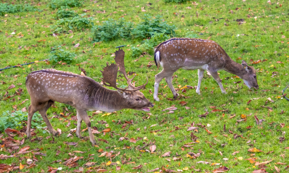 Number of deer in Canton Zurich reaches 38-year high