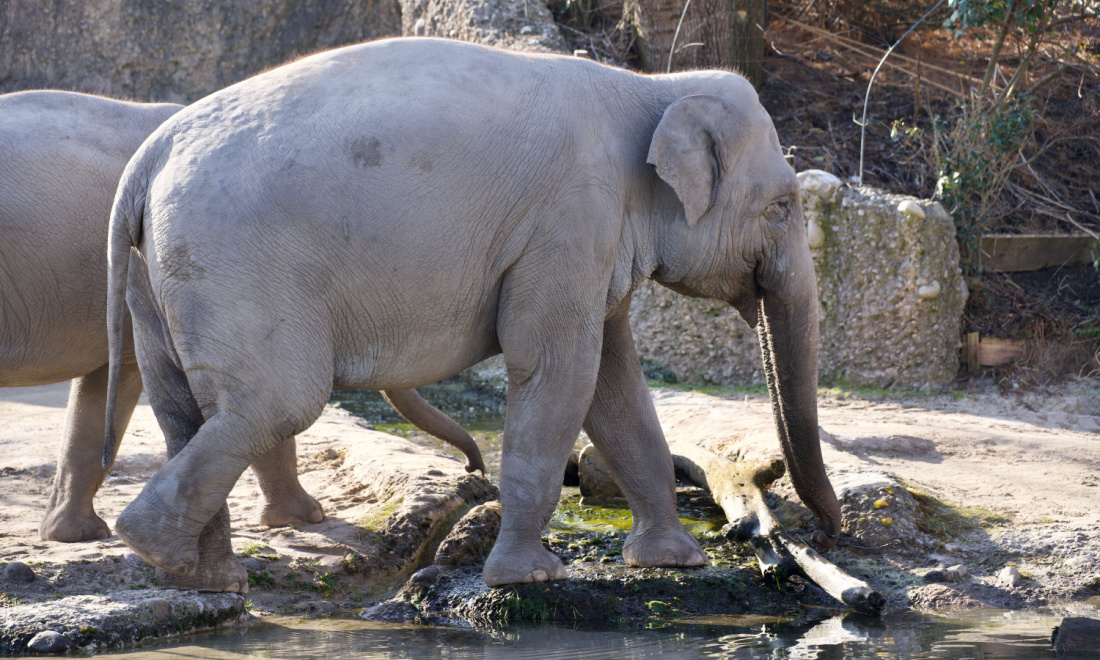 Best zoos and animal parks in Switzerland