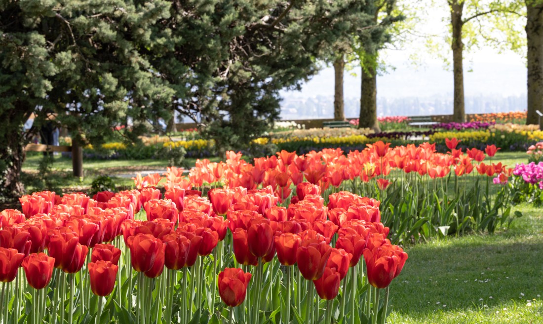 400 tulip bulbs stolen from a Swiss festival in a coordinated robbery