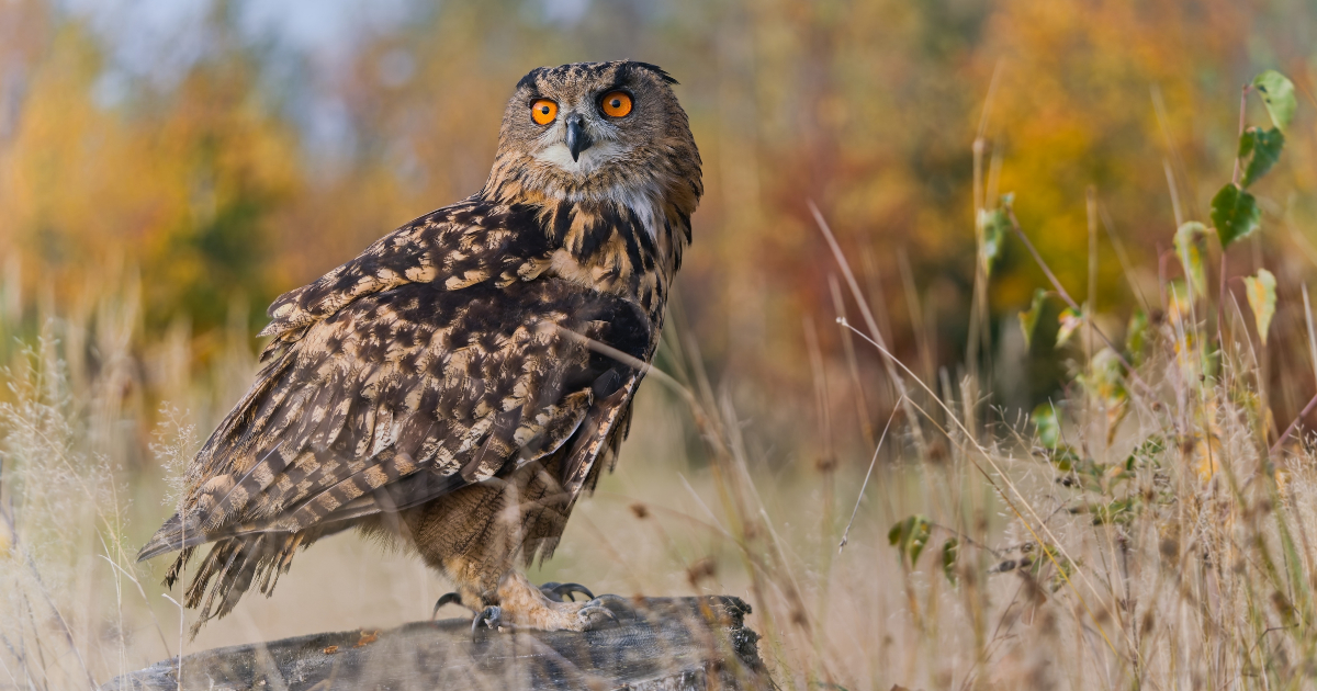 Swiss rail providers announce nationwide measures to protect "railway" owls