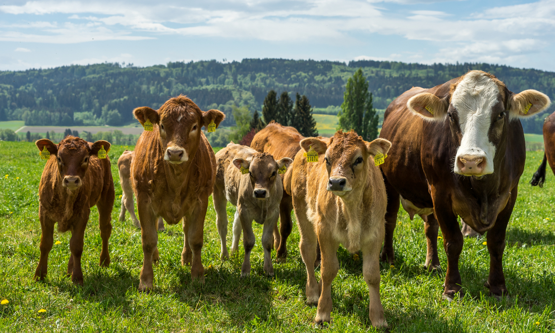 [Video] Swiss cows frolic as they are let out for springtime