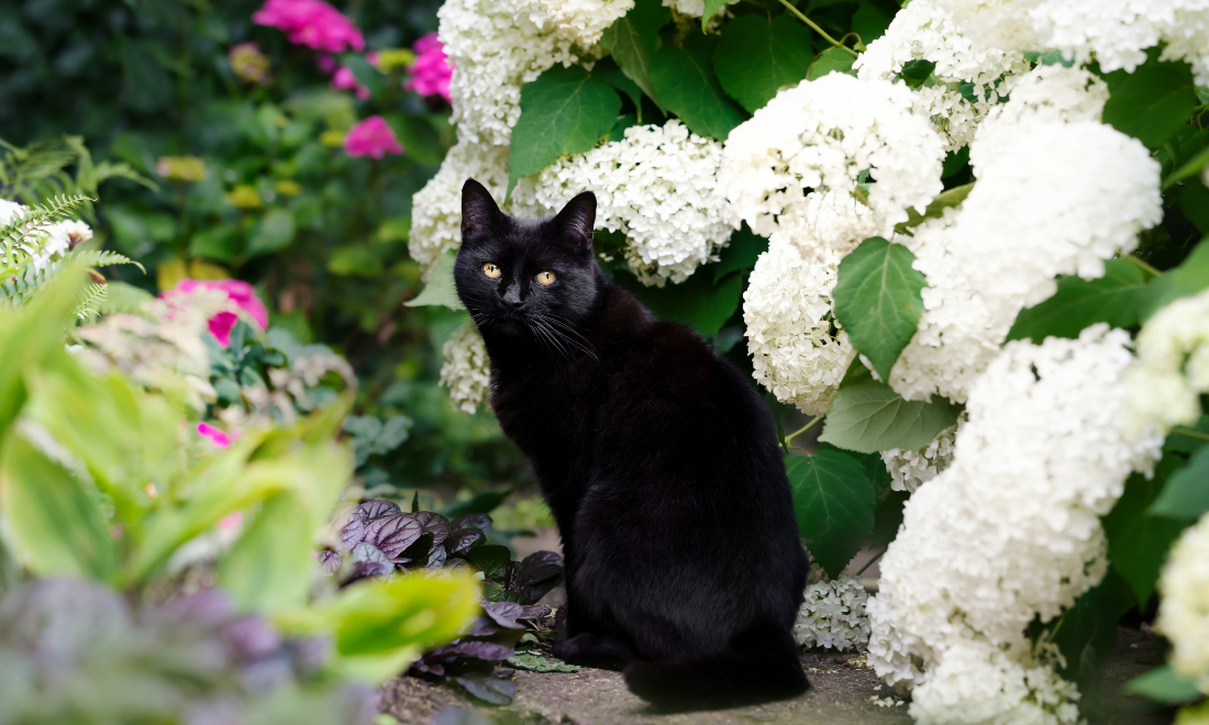 Lost cat in Switzerland found 160 kilometres away from home