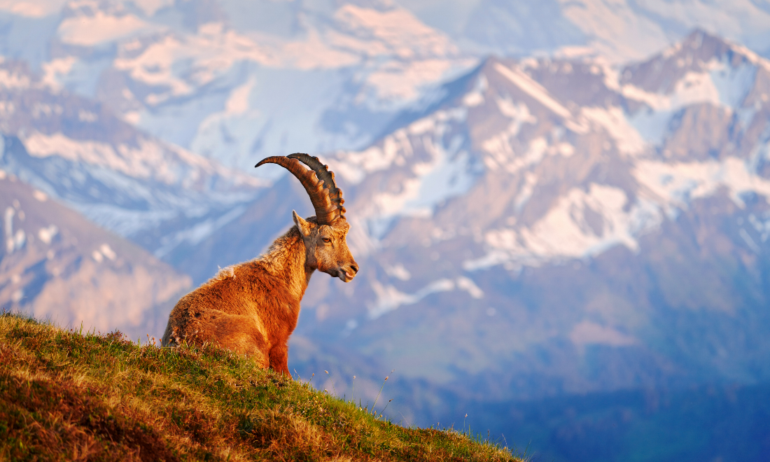 Animals in Switzerland: Cows, birds, ibex and other wildlife to see