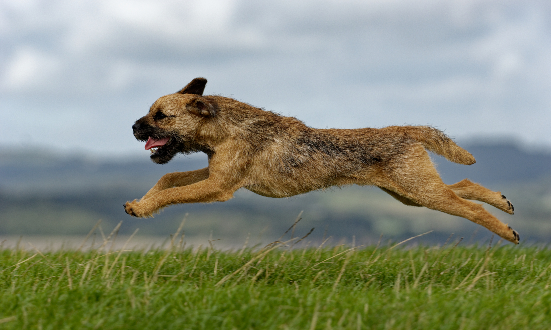 Dog reunited with owner after 160-kilometre adventure across Switzerland