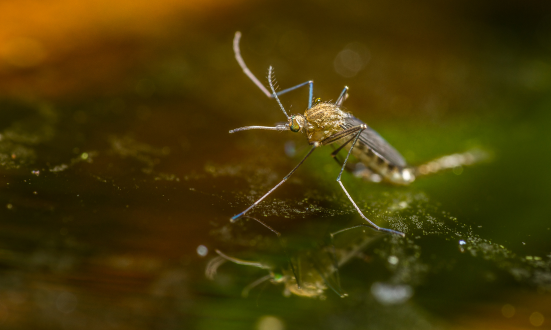 Dispute about a small pond full of mosquitos lands in Swiss Federal Court