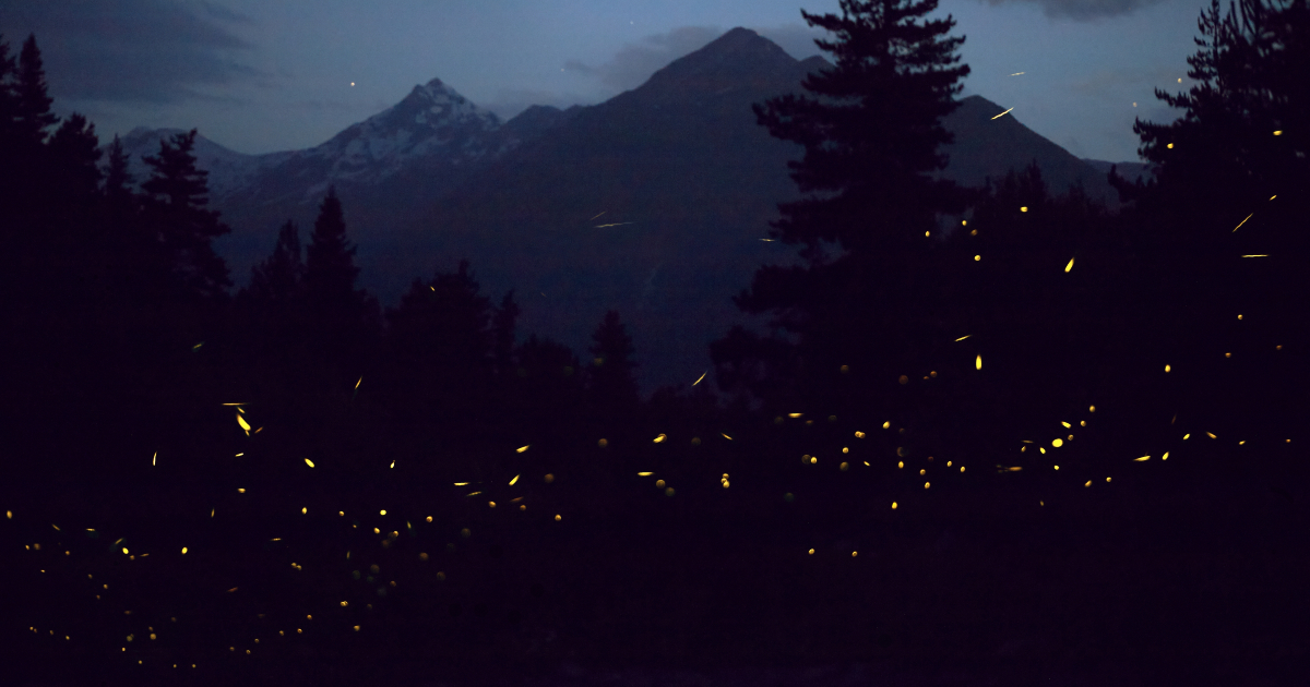 Fireflies in Switzerland: How to watch nature's light show