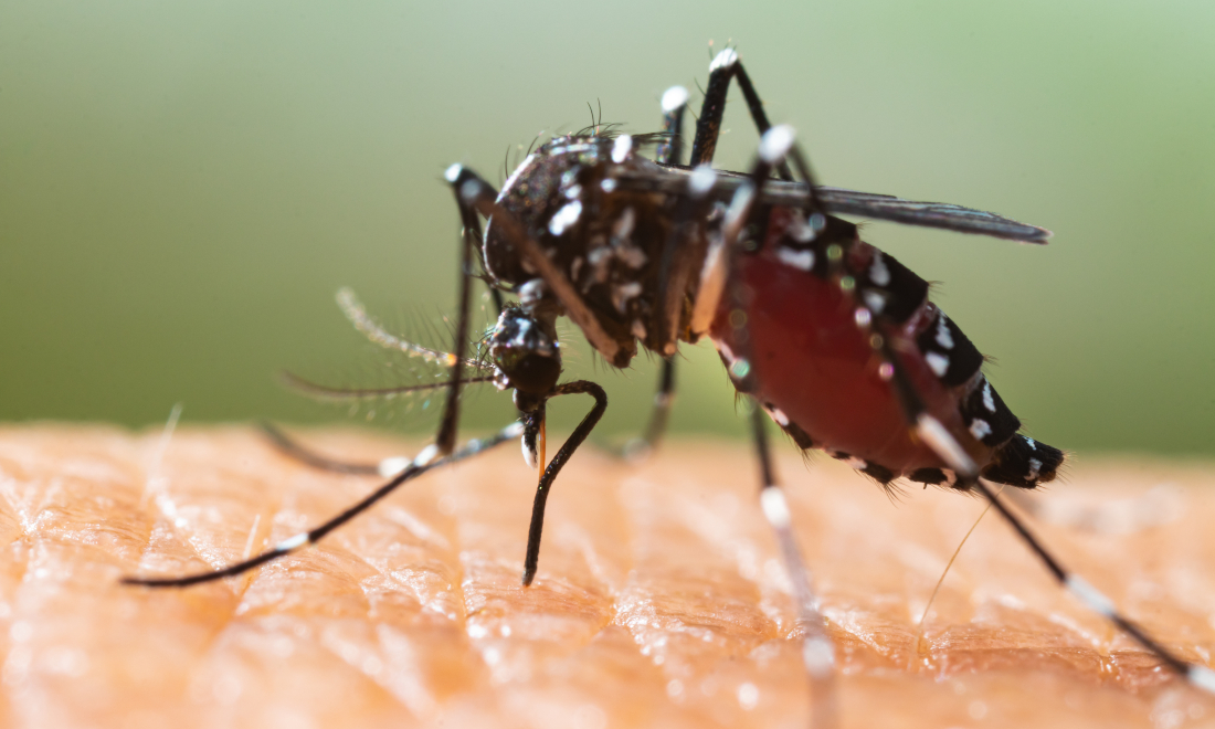 Tiger mosquito: Invasive species spreads to 70 percent of Basel