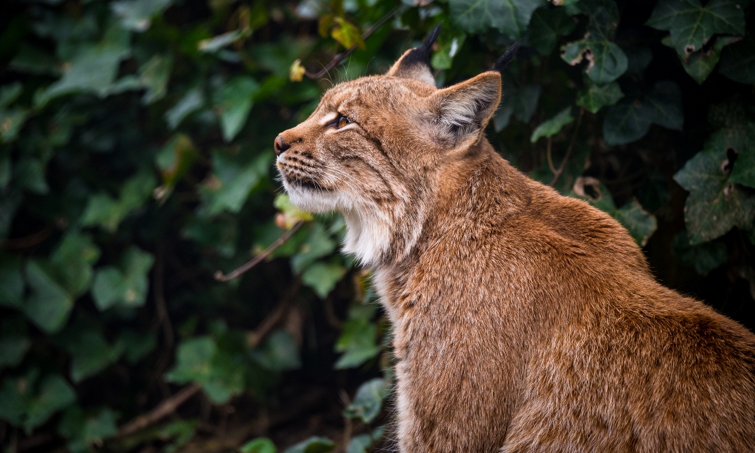 Wild lynx return to the Engadine after 150-year absence