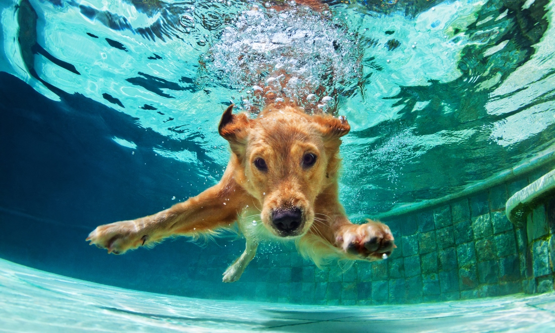 Hundeschwimmen: Pool in Canton Zurich to host free swimming day for dogs