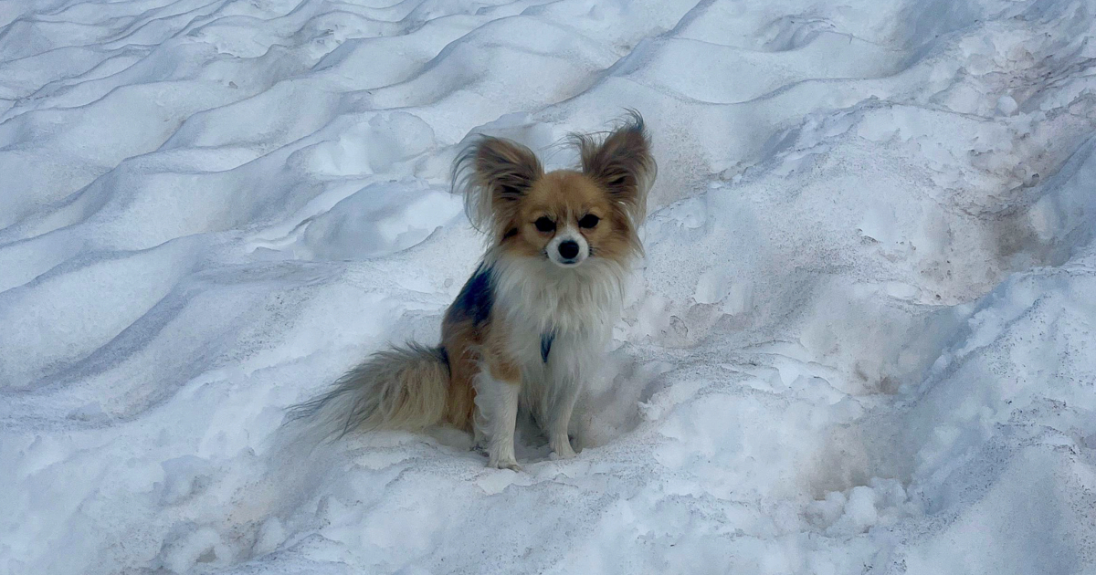 "Hero" Chihuahua helps save owner from crevasse in Swiss Alps