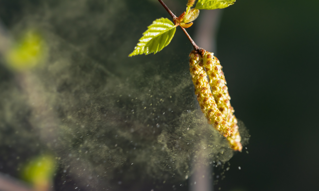 Number of hay fever suffers in Switzerland set to soar thanks to climate change