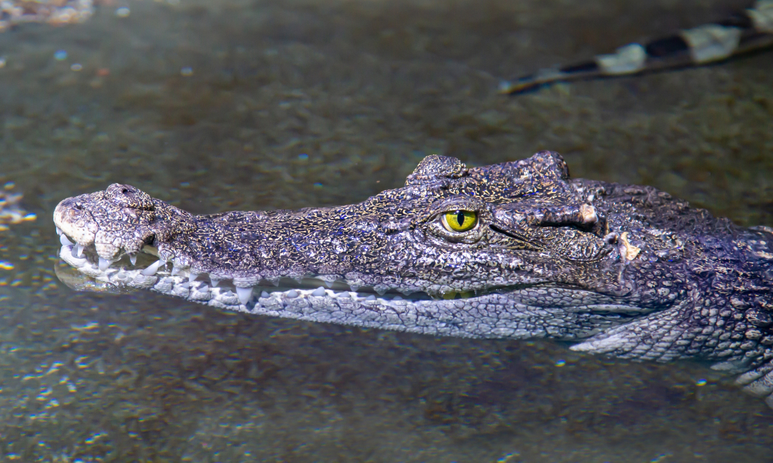 Man caught with crocodile head in luggage at Zurich Airport