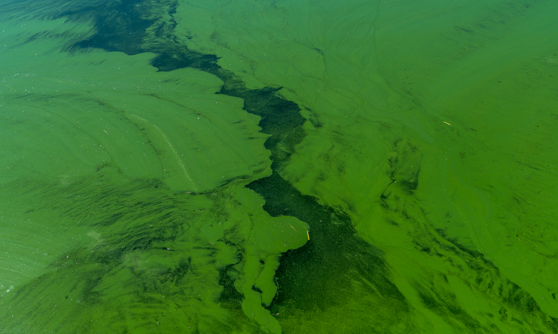 What is blue-green algae and should swimmers in Switzerland be worried?